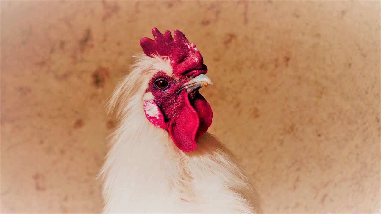 Ornamental Poultry Farming in Kenya: A Documentary