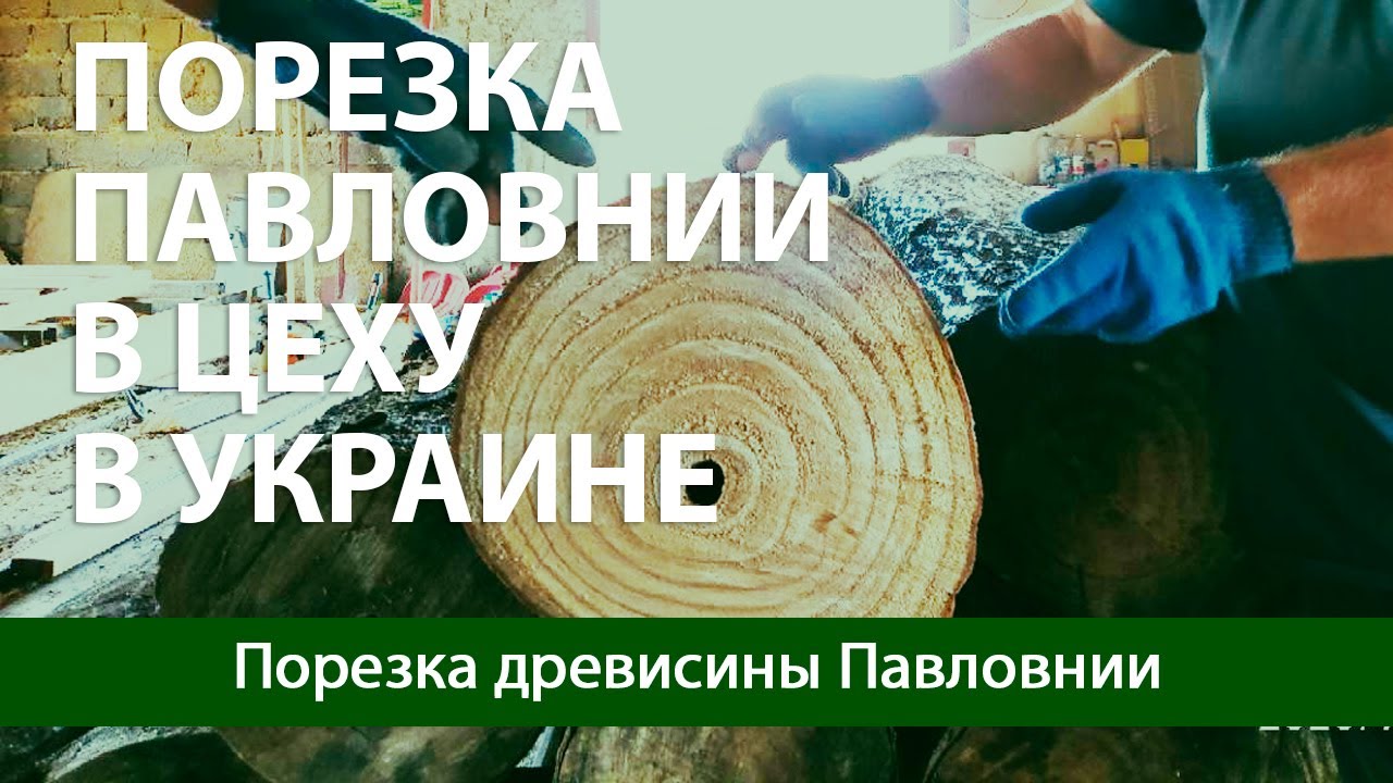 Порезка Украинской Павловнии. Разрезаем на доски дерево Павловния на пилораме. Процесс на видео.