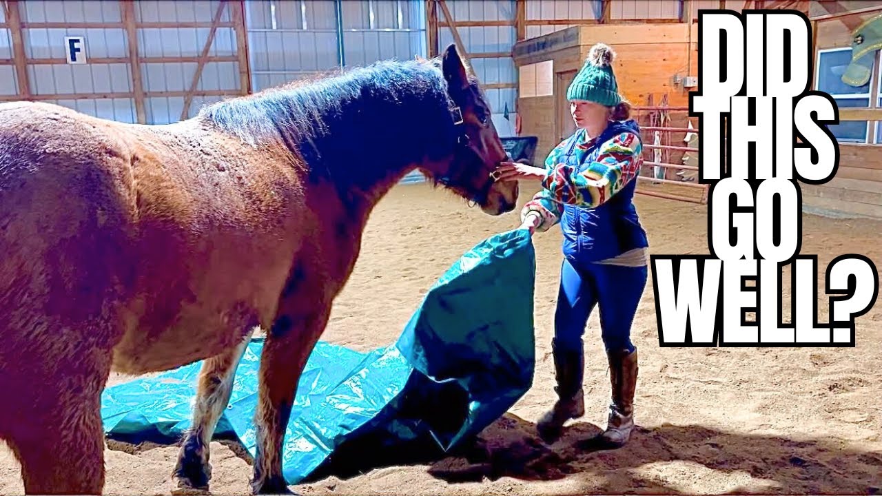 Red Roan Filly Does…This Then Dapple Grey Lays Down For Me! Horse Training With FSE