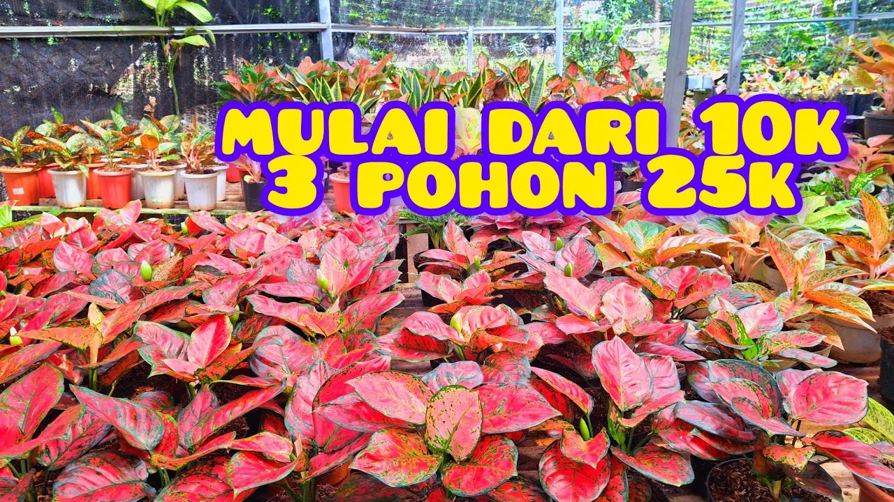 promo mulai 10k dan 3 pohon 25k#tanaman hias.