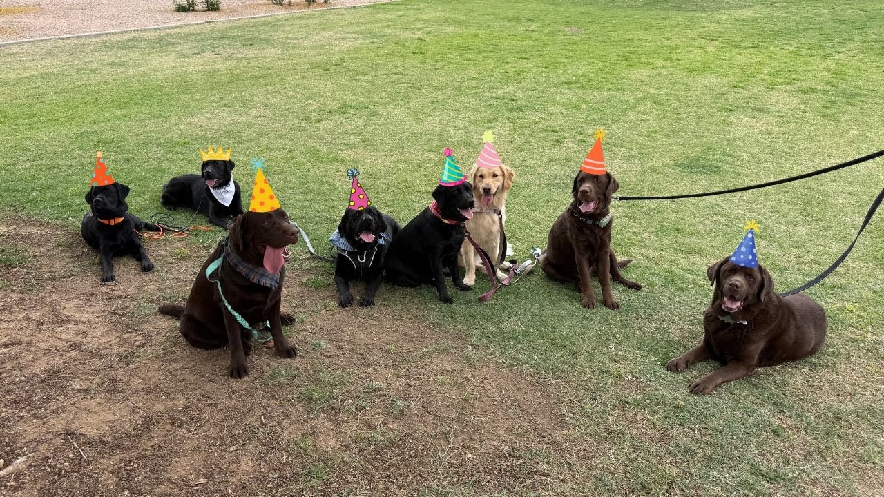 MY LABRADOR GOES TO A BIRTHDAY PARTY!!
