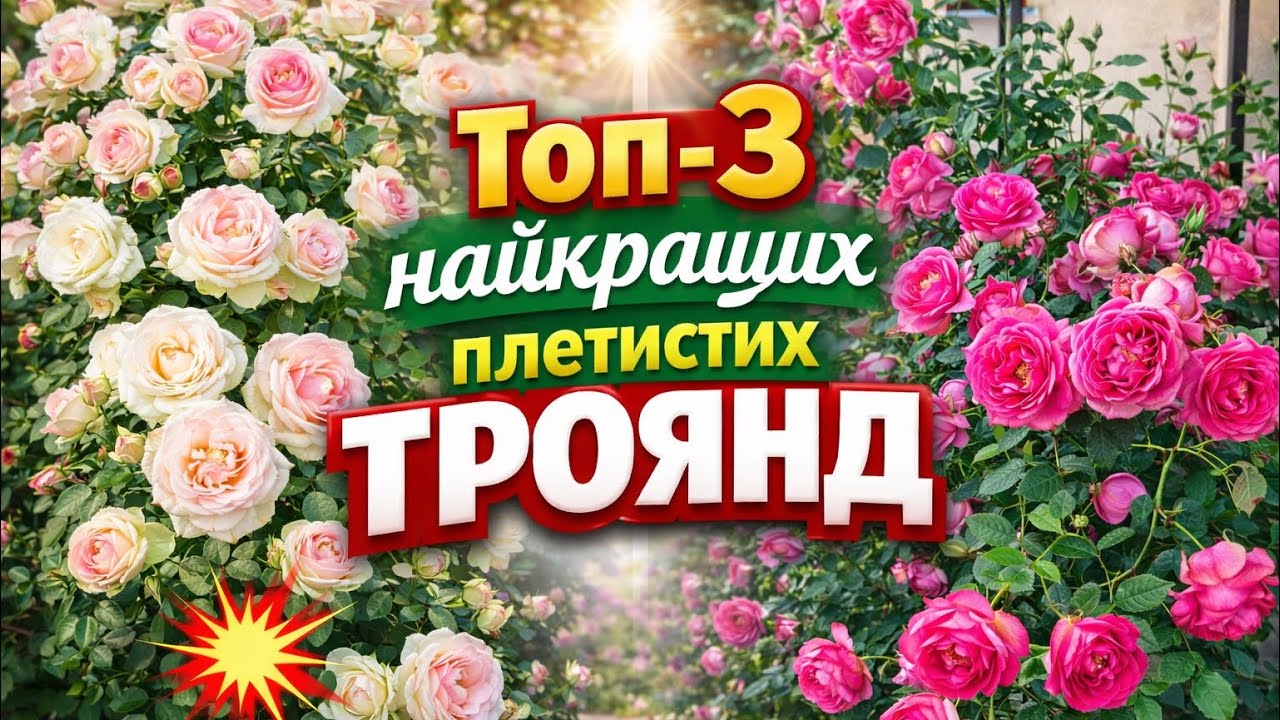 Топ-3 найкращих плетистих троянд