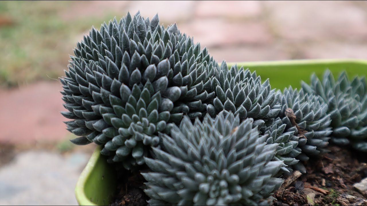 Cuidados de la Sinocrassula yunnanensis - Planta Erizo - Jade Chino