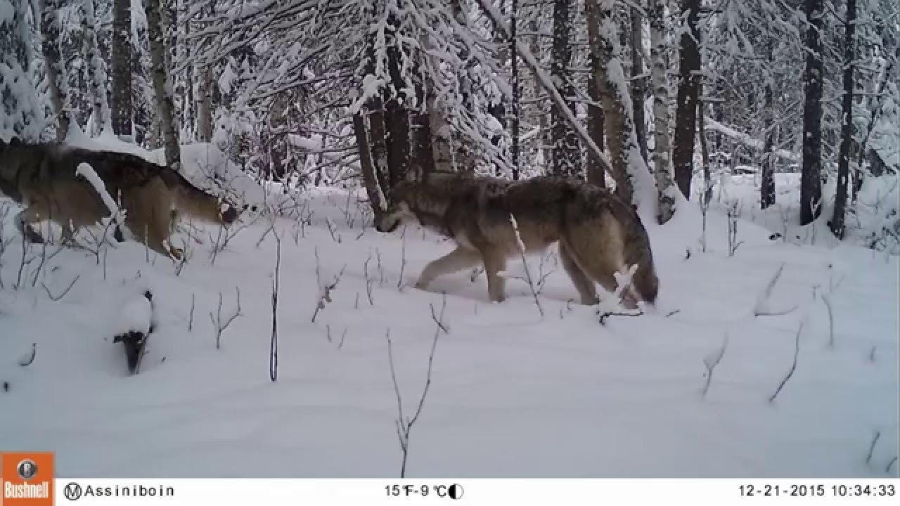 Fort Assiniboine, Alberta - Trail Cam #1