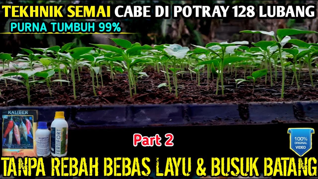🔴 cara semai cabe di potray purna tumbuh 99% Part. 2 #infopertaniancabe #asamamino #kaliber