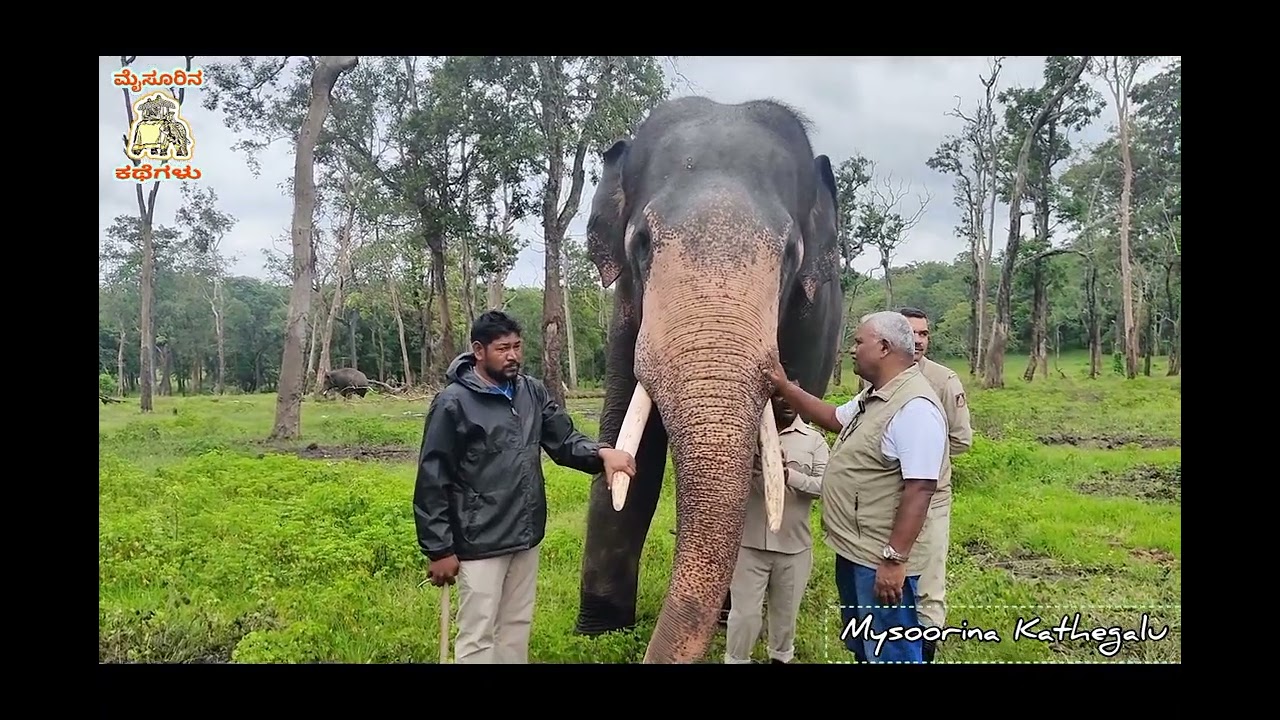 EP06 | ಭೀಮ | ಮೈಸೂರು ದಸರಾದ ಸ್ಟಾರ್ ಆಕರ್ಷಣೆ...