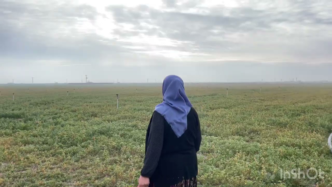 KÖY HAYATI ÇITLIK TOPLUYORUZ ☘️