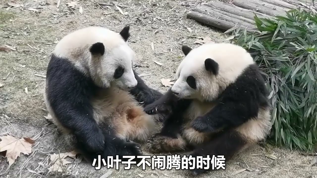 淘气包没有不闹腾的时候！