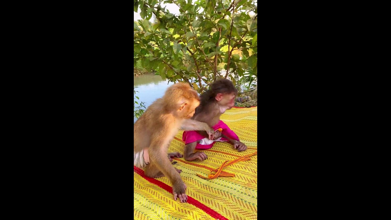 Baby Monkey relax with Mom so happy #monkey #cute #animals #livestream