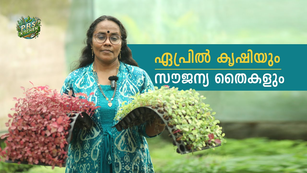 ഏപ്രിൽ മാസ കൃഷിയും സൗജന്യ തൈകളും | April Farming Tips Malayalam | PRS Kitchen