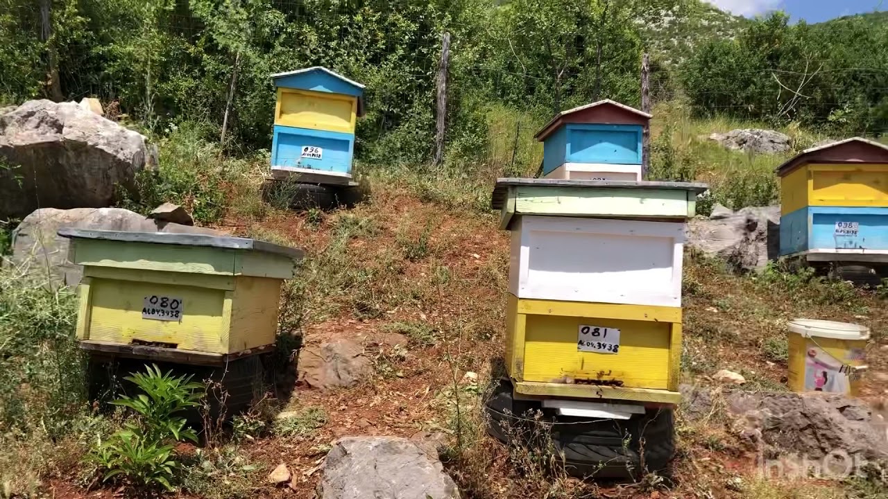 Vjelja e mjaltit ne fshatin Shuec [(Prespa e vogel)] 2021 !!