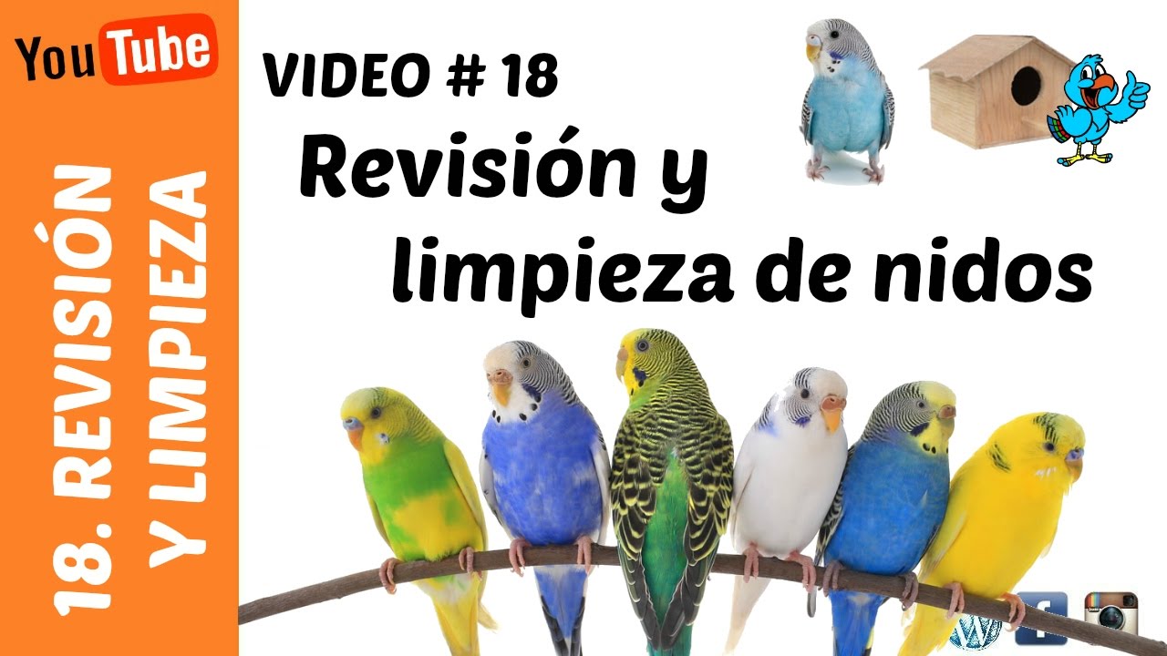 Revisión y limpieza de nidos!
