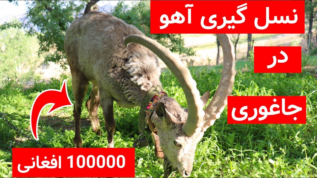 پرورش آهو در یکی از دهات های دور دست ولایت غزنی