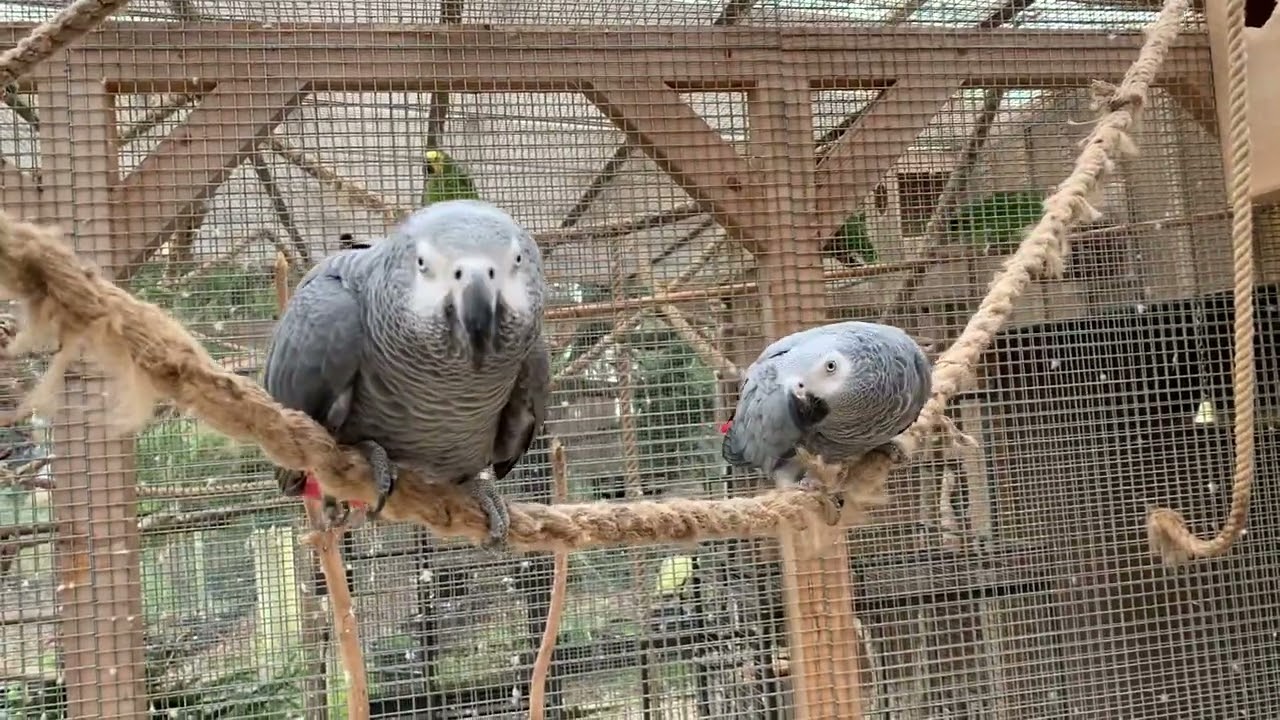 Hi again 🤗 today I will show you the Aviary from the African Grey Parrots