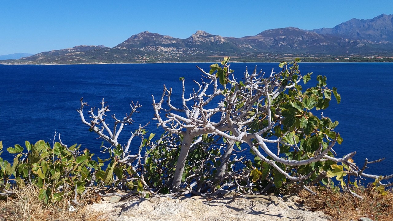 Corse divine