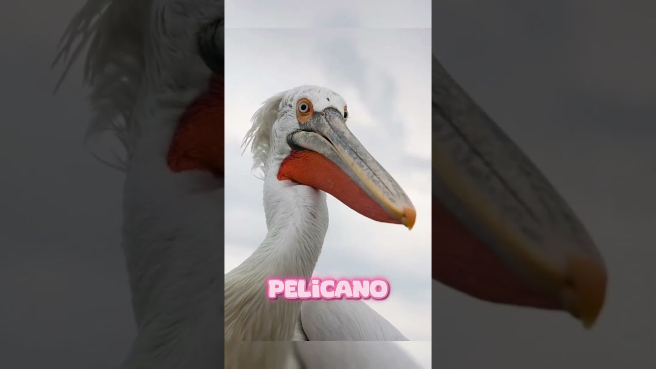 Como os Animais Bocejam! #shorts #youtube #youtubeshorts #shortvideo #animais #bocejo