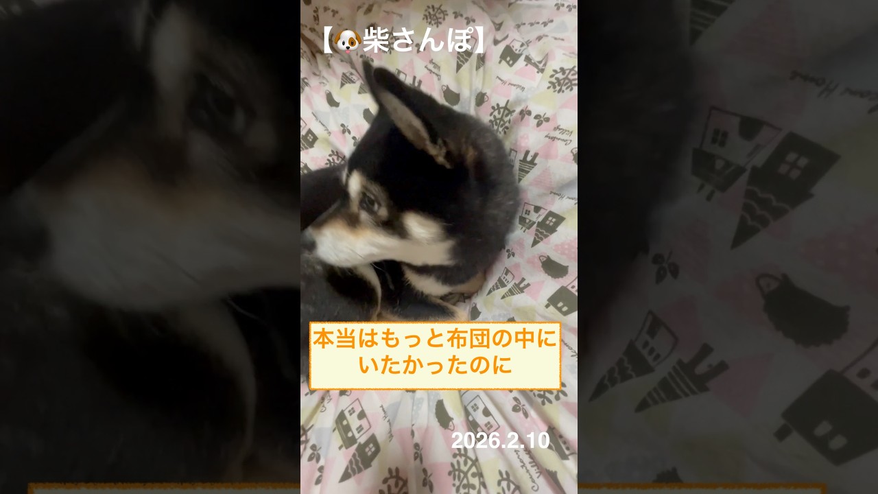 【本当はもっと布団の中にいたかったのに】🐶【柴さんぽ】（26.2.10）【しあわせを知った柴犬のお話し】