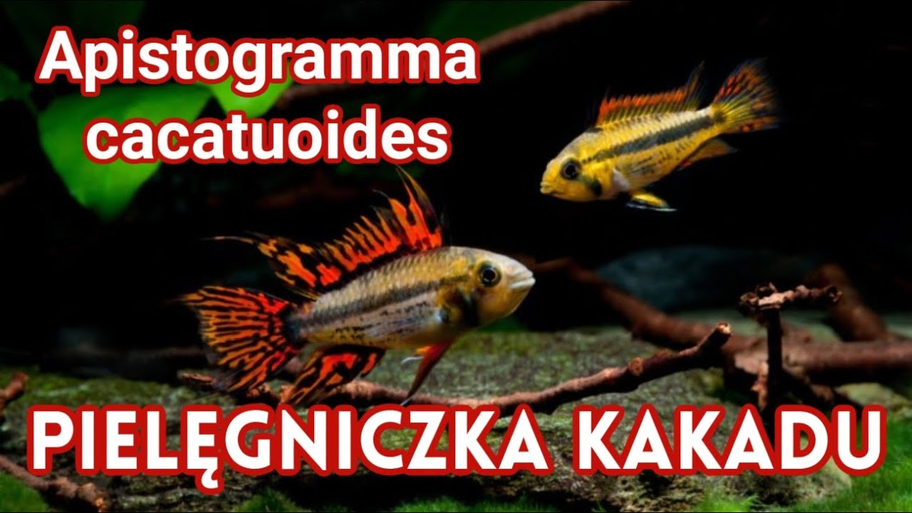 PIELĘGNICZKA KAKADU / Apistogramma cacatuoides / Dekoracyjna Ryba do Akwarium