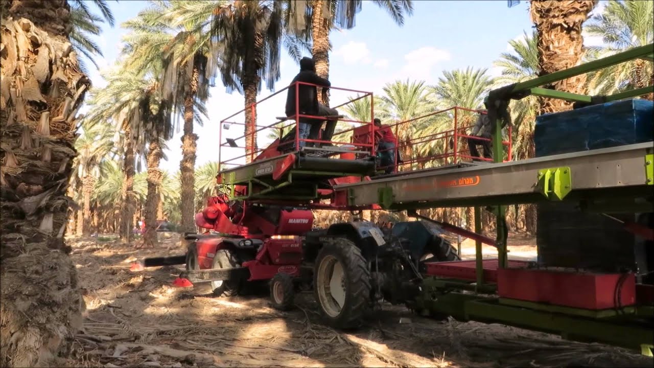 Dates Picking Machine - Israeli agricultural technology by AGROM