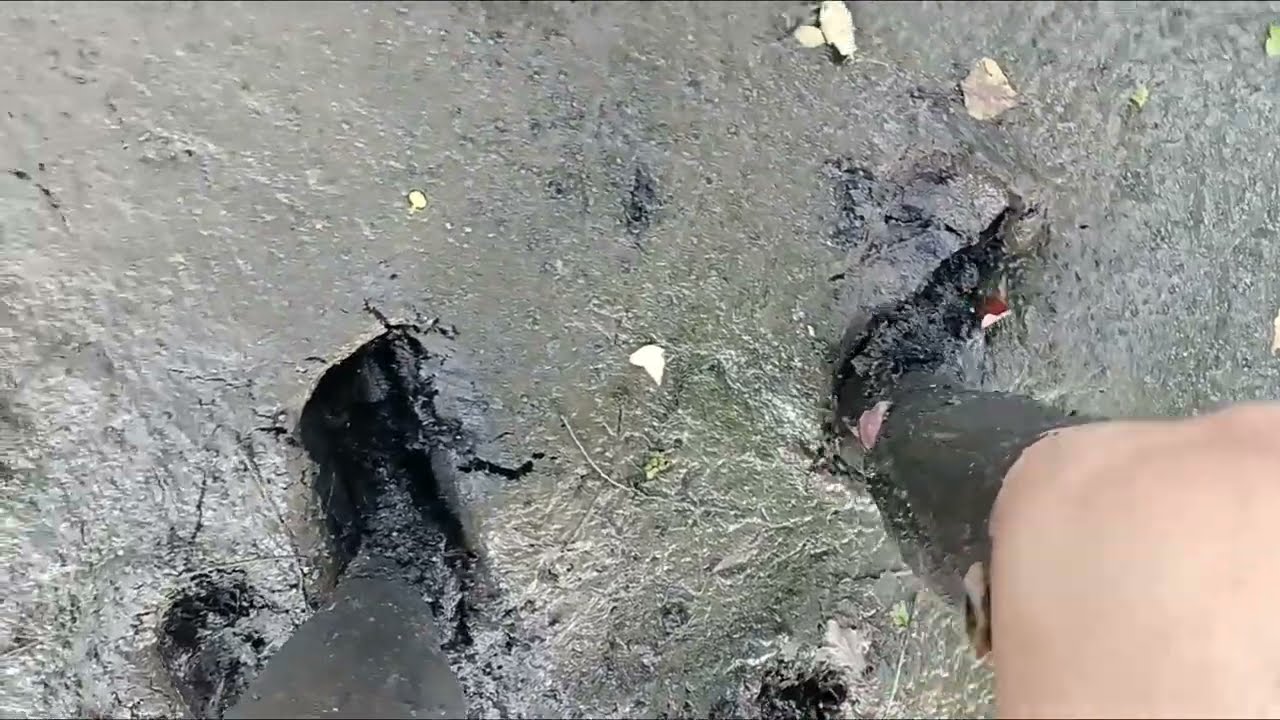 Barefoot in river mud 2, August, 2024