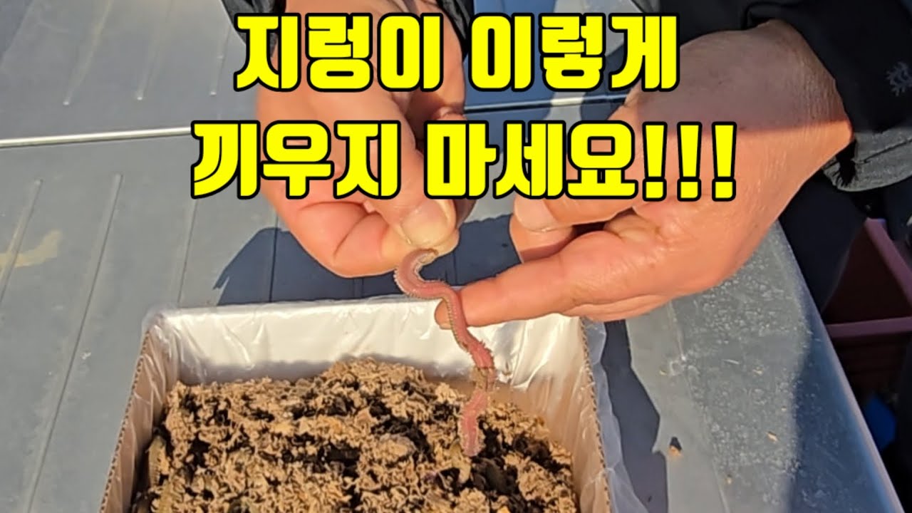 선장님이 알려주시는 지렁이 바르게 끼우는 방법ㅣ열기볼락낚시는 초보는 꼭 보세요 #열기낚시#볼락낚시#바다낚시