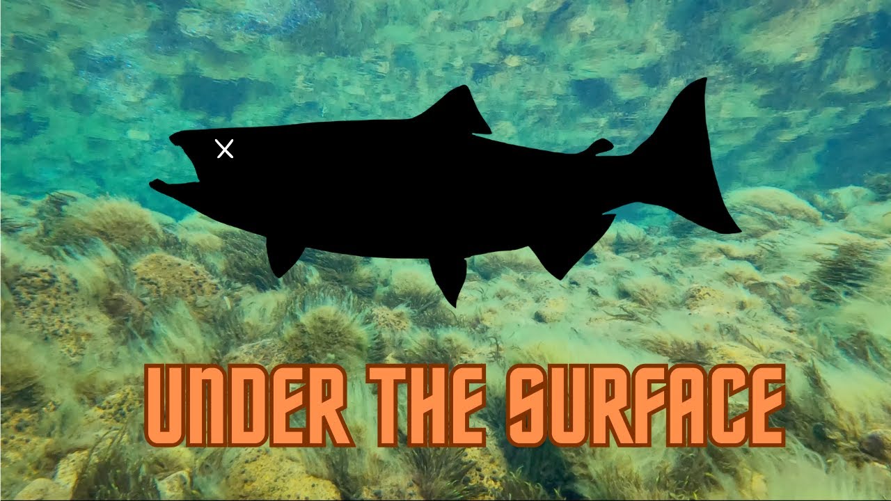 Under the surface - chasing farmed salmon in wild nature