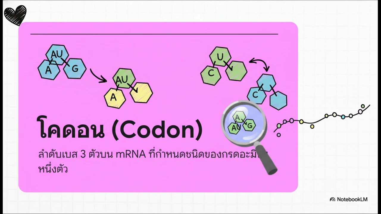 รหัสลับแห่งชีวิต  DNA สู่โปรตีน