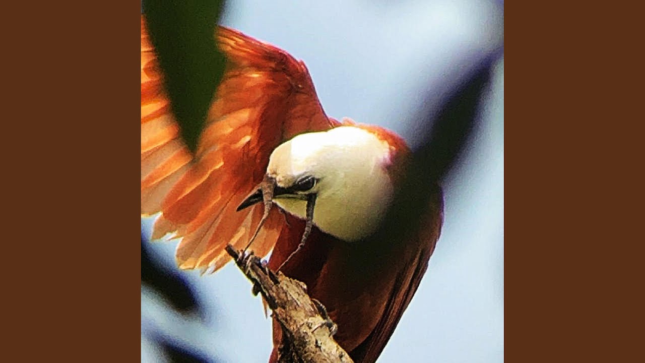 Treetop
