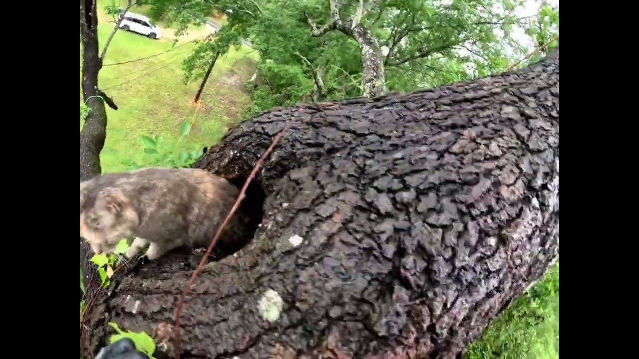 Little Mama's Rescue