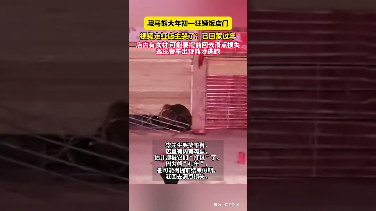 藏馬熊大年初一狂錘飯店門，影片走紅店主哭了：已回家過年，店內有食材 可能要提前回去清點損失，巡邏警車出現熊才逃跑。