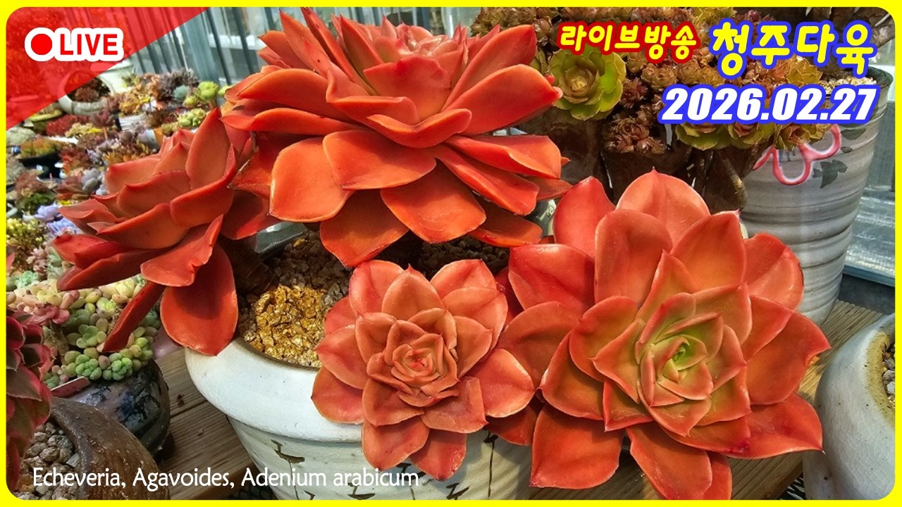 다육이 라이브 방송! 반가워요.  달타냥 입니다.     #청주다육 #succulent #plants #다육이라방 #livestream #korean #다육라이브 #다육이