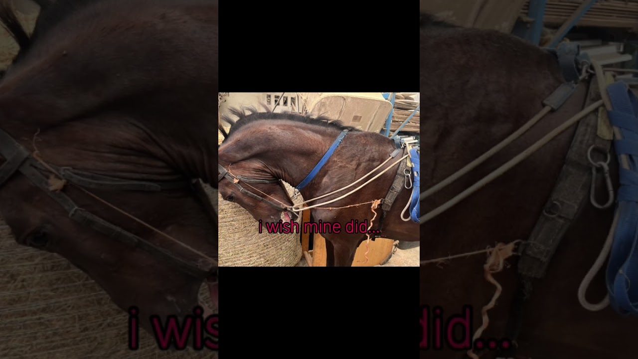 stop horse abuse! #stophorseabuse #horses #sad