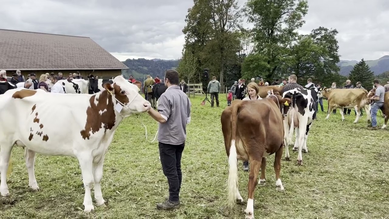 Viehschau auf dem Passwang 2024