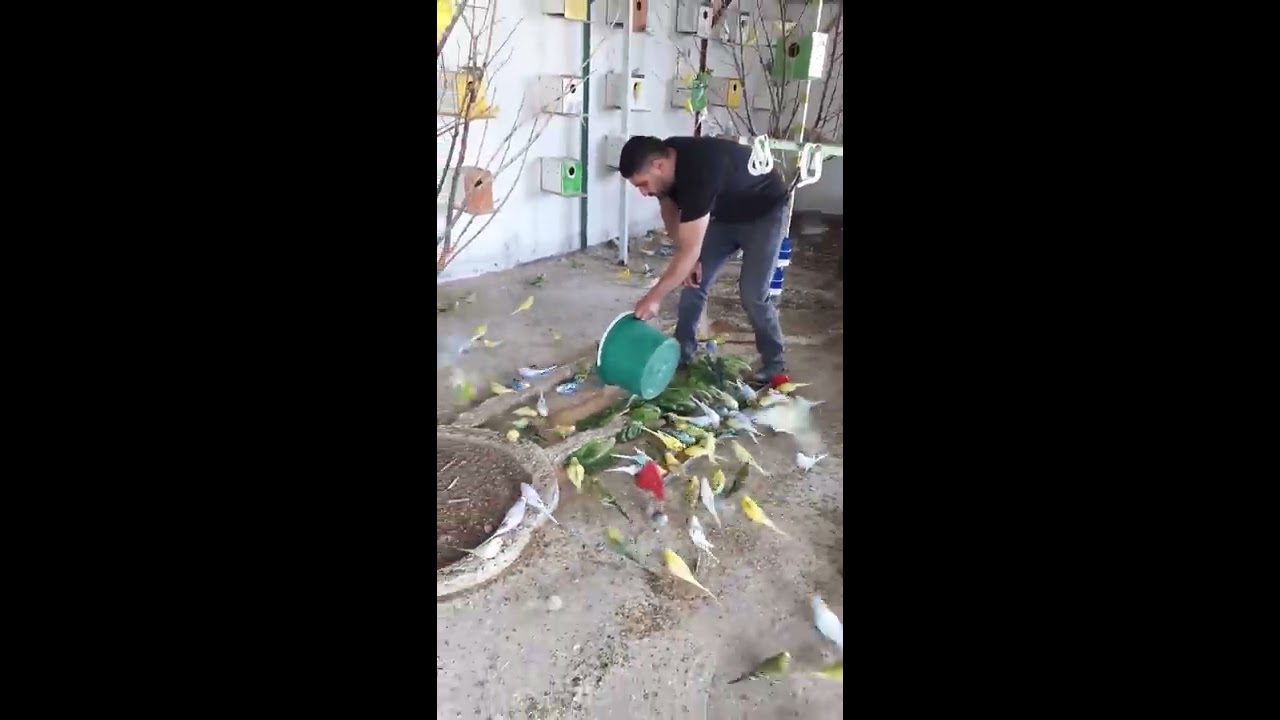 600 Muhabbet Kuşu  Bahçeye Saldik (Turkey's First Budgerigar GARDEN)