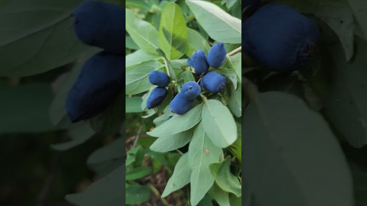 It's Haskap Picking Time! #shorts #haskaps #honeyberry #harvestseason