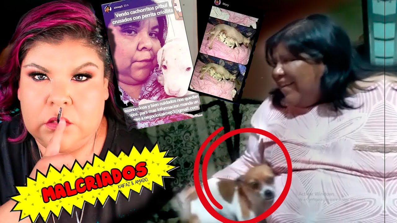 AIMEP3 ASI VIVIA CHIWIS, CANELA Y LAS DEMAS MASC0TASP3 CON KYA #OMNIVERSOP3