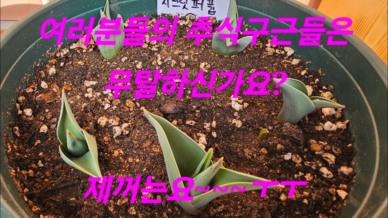 튤립.수선화.히아신스.구근아이리스 상태