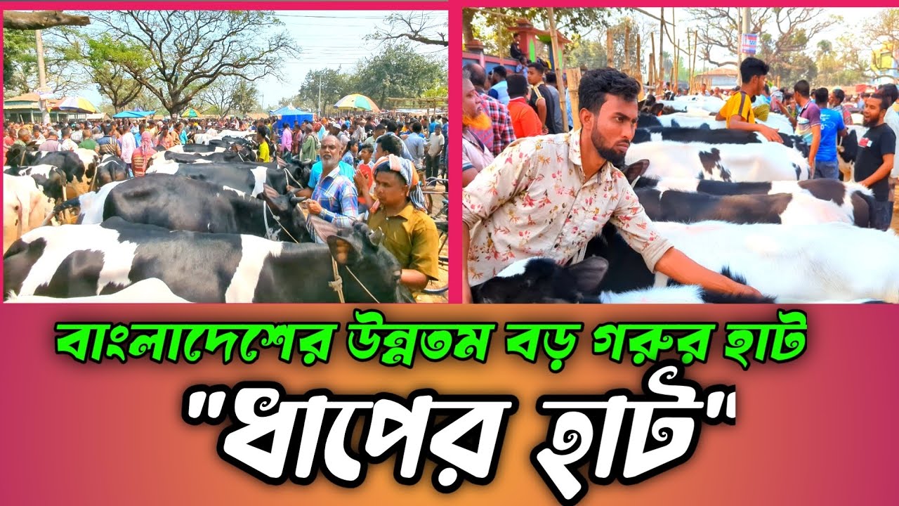 বগুড়ার বিখ্যাত ধাপের হাটে গাভী গরুর দাম জানুন। Dhaper Hat । Swadesh Agro ।