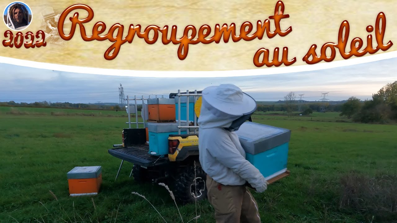 Déplacement des ruches au soleil pour l'hiver