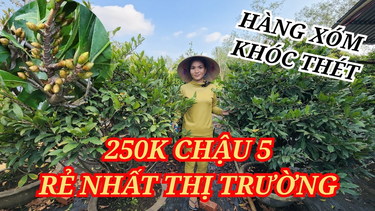 📞 THÙY 0775879766 MAI TÀNG CHƠI TẾT RẺ NHẤT THỊ TRƯỜNG 250K CHẬU 5 GOM LẸ 17/01/2026 | Bến Tre Ơi