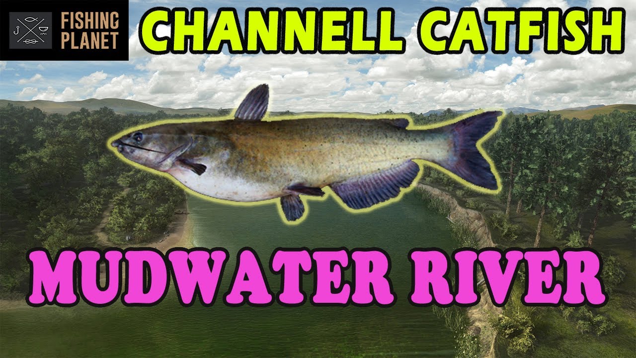 Mudwater River - Channel Catfish - Fishing Plannet - How to Catch