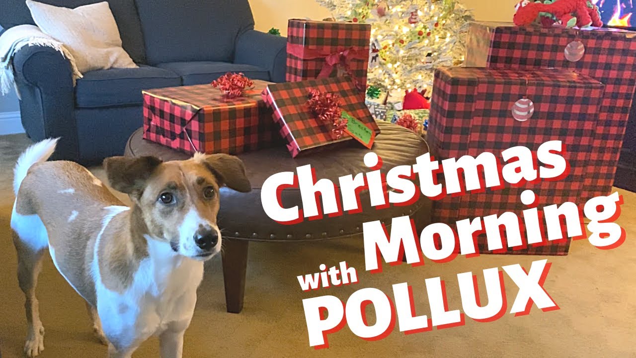 ADOPTED DOG'S FIRST CHRISTMAS MORNING ~ SANTA CAME TO SEE POLLUX