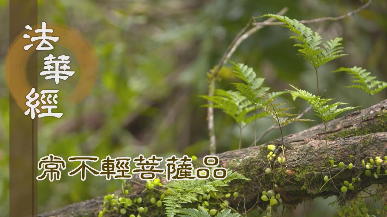 【靜思妙蓮華】法華經 常不輕菩薩品 - 累劫持經 疾得佛果 - 第1755集 20240903 (ENG CC)