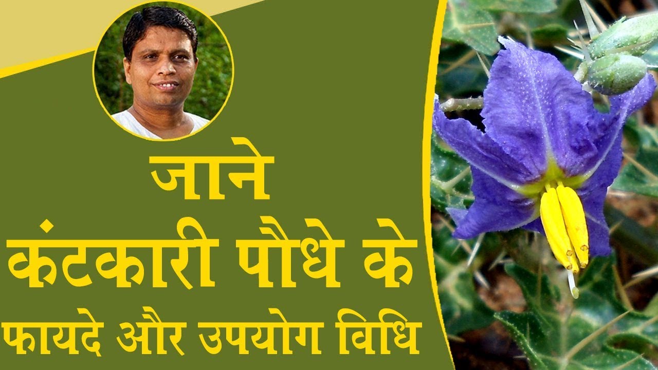जाने कंटकारी (Yellow Berried Nightshade) पौधे के फायदे और उपयोग विधि | Acharya Balkrishna