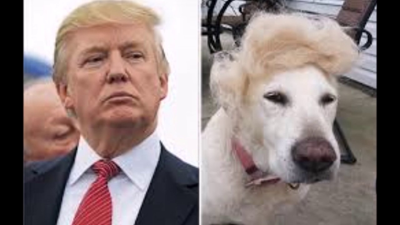 Trump I Will Survive