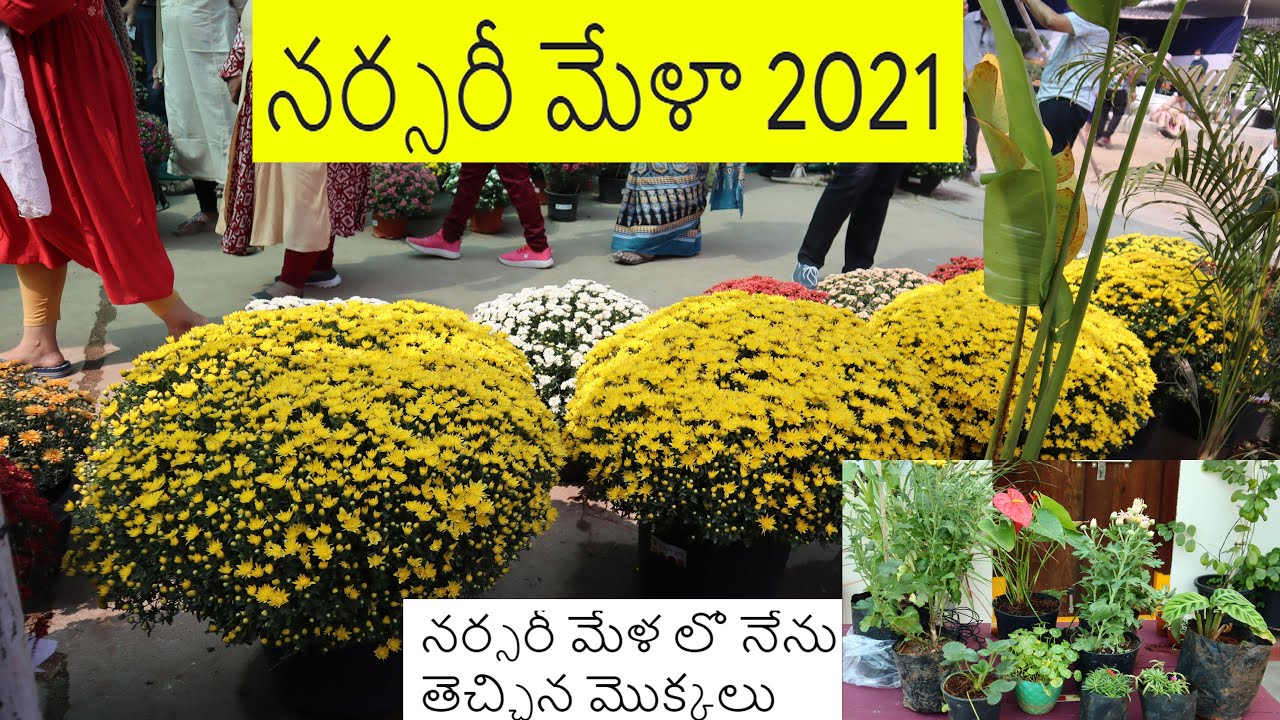 Grand Nursery Mela  Hyderabad 2021 | నర్సరీ మేళ లో నేను తెచ్చిన మొక్కలు #Nurserymela