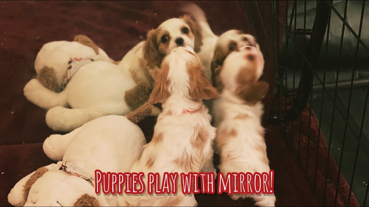 Cavalier Puppy Live
