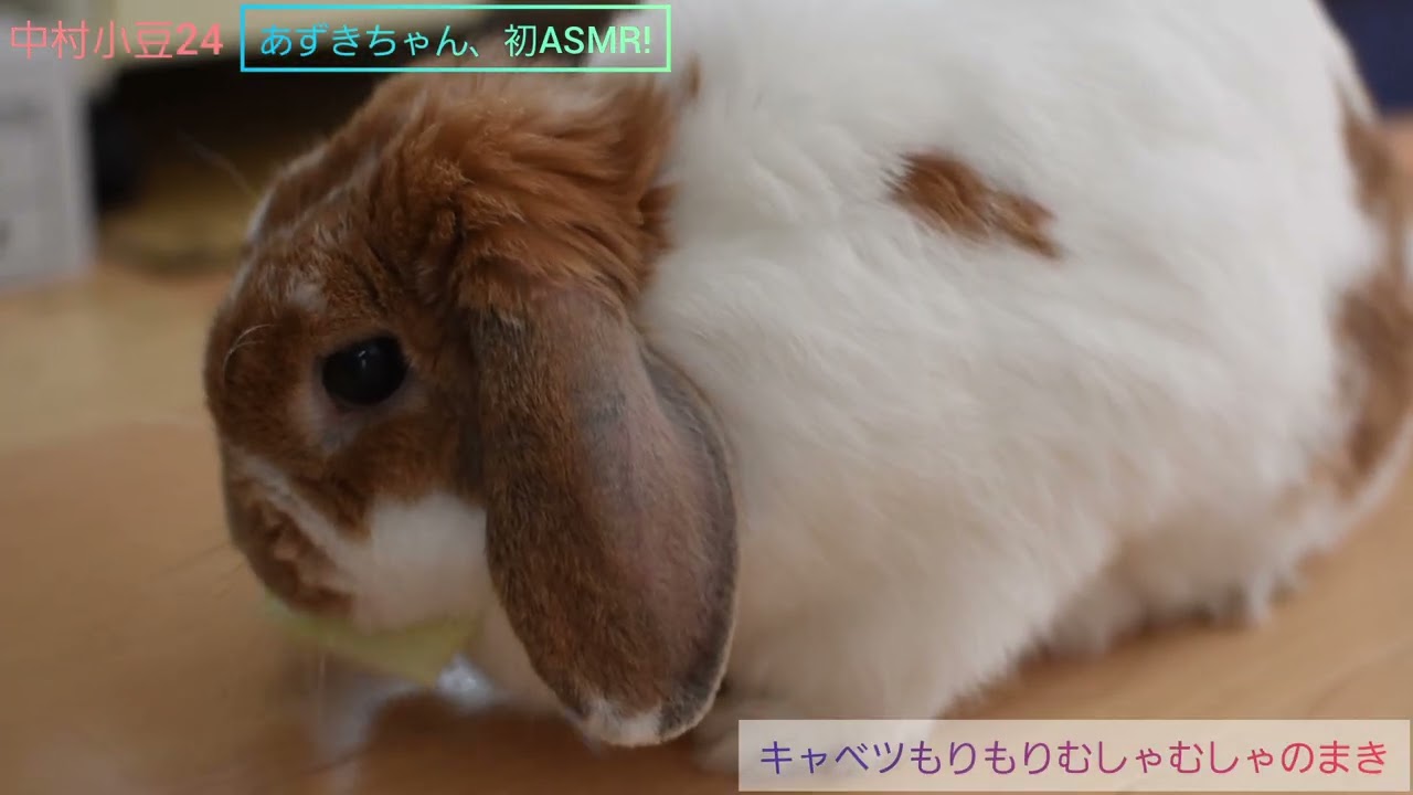 中村小豆24　あずきちゃん、初ASMR!　｢キャベツもりもりむしゃむしゃのまき｣