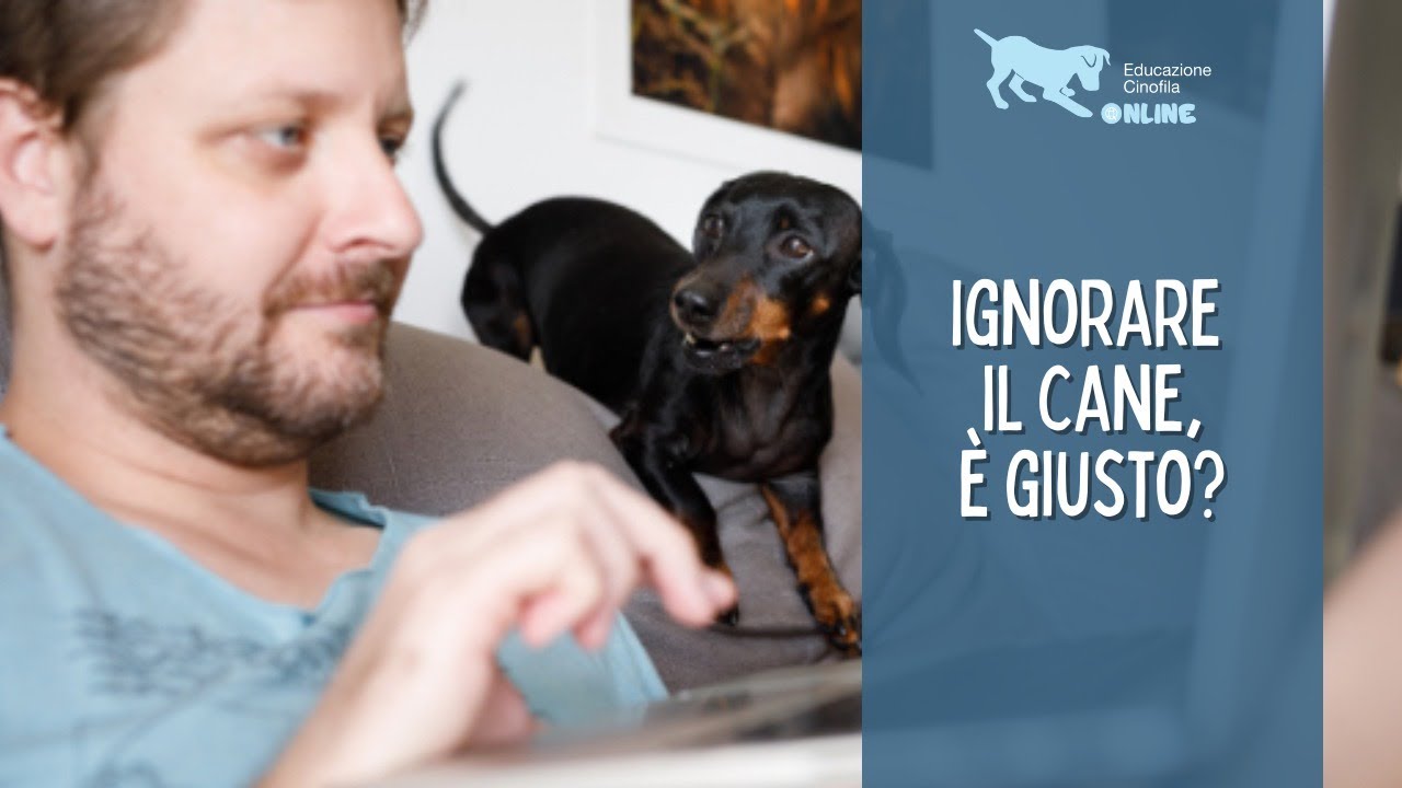 Ignorare il Cane per Correggere Comportamenti, è giusto?