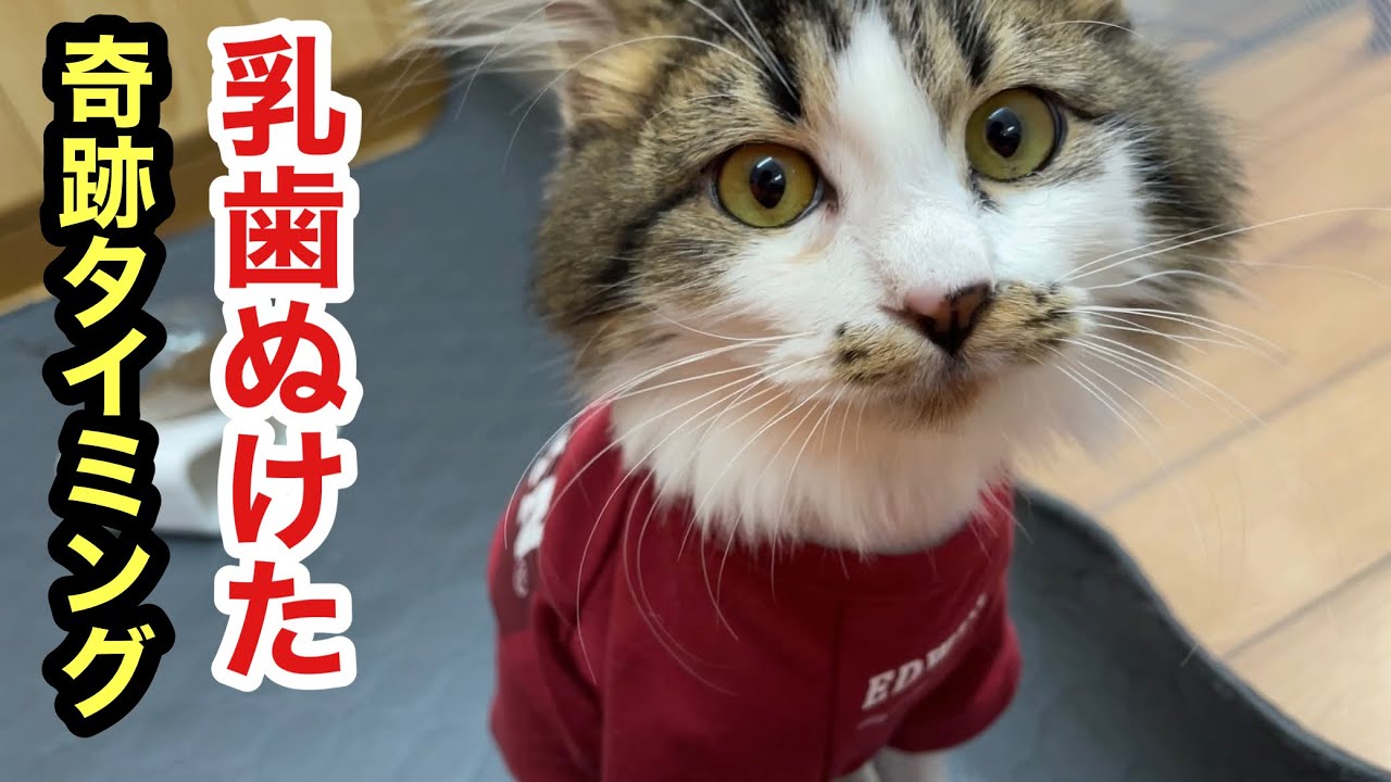 【奇跡再び】えらいタイミングで乳歯が抜けた子猫レオ